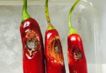 How to Control Anthracnose Pests on Pepper anthracnose pest on pepper