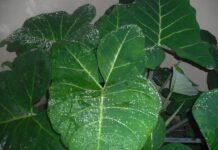 Discover 22 Incredible Ways Cocoyam Leaves (Kontomire) Can Transform Your Health health benefits of cocoyam leaves Kontomire
