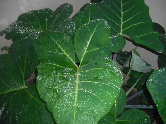 health benefits of cocoyam leaves Kontomire