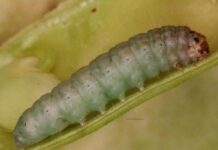 Pod borer of cowpea