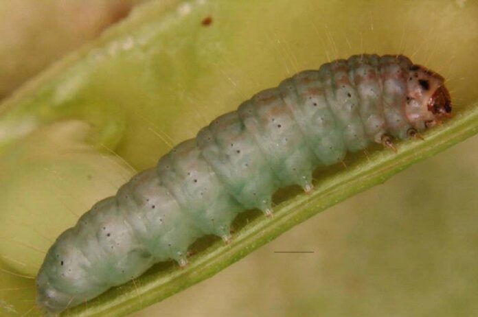 Pod borer of cowpea