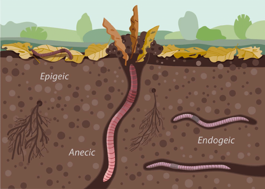 types of earthworms