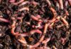 3 Types of Earthworms and Their Profound Impact on Soil Fertility and Plant Health earthworms benefits to agriculture