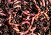 earthworms benefits to agriculture