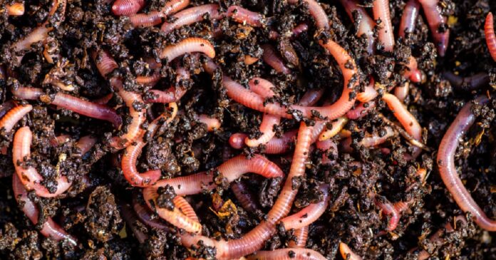 earthworms benefits to agriculture