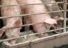 Feeding Pigs: What Every Pig Farmer Must Know feeding pigs