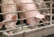 Feeding Pigs: What Every Pig Farmer Must Know feeding pigs
