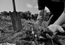 How to Do Simple and Easy Soil Tests by Yourself soil tests