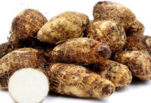 Surprising Nutrition Facts about Cocoyam Roots or Taro (Colocasia esculenta) cocoyam roots nutrition facts