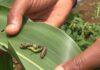 11 Highly Effective Pesticides to Fight Fall Armyworm (2024) controlling fall armyworm