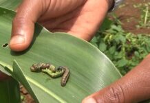 11 Highly Effective Pesticides to Fight Fall Armyworm (2024) controlling fall armyworm