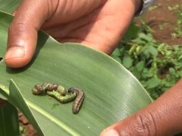 controlling fall armyworm