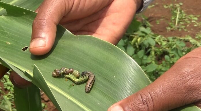 controlling fall armyworm