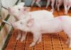 Pigs Water Requirements: How Pigs Use Water For Optimal Growth and Performance pigs water requirements