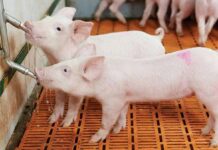 pigs water requirements
