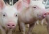 Raising Pigs: Choosing an Efficient and Suitable Housing System raising pigs housing systems