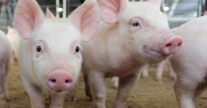 raising pigs housing systems