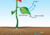 How Plants Use Water For Photosynthesis, Translocation, Transpiration and Structure plants use water