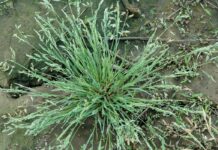 Effective and Sustainable Weeds Control With Integrated Weed Management (IWM) Weeds Control With Integrated Weed Management (IWM)