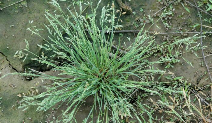 Weeds Control With Integrated Weed Management (IWM)