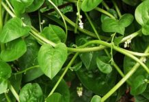 malabar-spinach health benefits