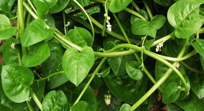 malabar-spinach health benefits