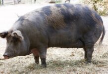 6 Keys to Selecting the Best Swine Breeding Stock for Commercial Production Swine Breeding Stock for Commercial Production