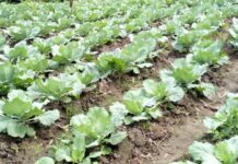 cabbage production in ghana