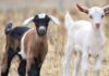 How to Select Quality Breeding Stock to Transform Your Livestock Business quality breeding stock for livestock, sustainable livestock production