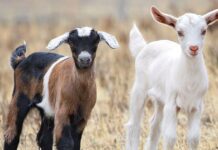 quality breeding stock for livestock, sustainable livestock production