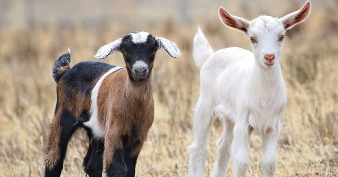 quality breeding stock for livestock, sustainable livestock production