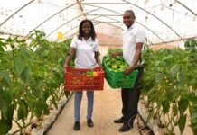 greenhouse vegetable farming