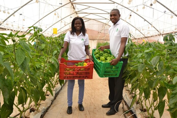 greenhouse vegetable farming