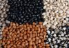 8 Exclusive Cowpea Varieties Released With ExtraO Features cowpea varieties released