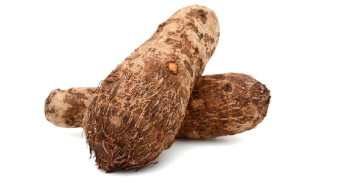 Improved-Cocoyam-Varieties-Released