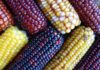 21 Improved Maize Varieties With Surprising Yields and Disease Tolerance improved maize varieties