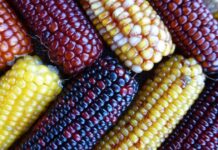 21 Improved Maize Varieties With Surprising Yields and Disease Tolerance improved maize varieties