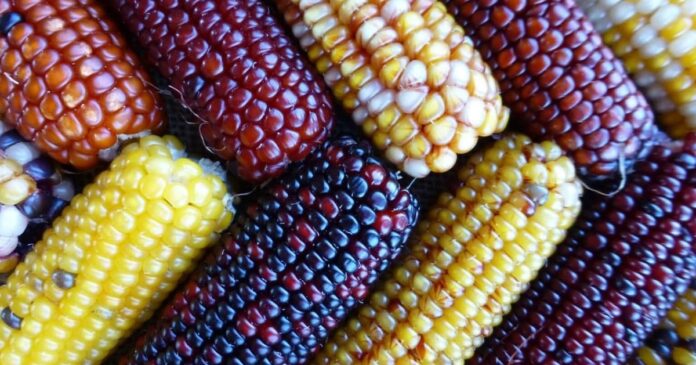 improved maize varieties