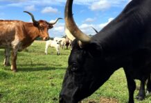 paddock-grazing-system