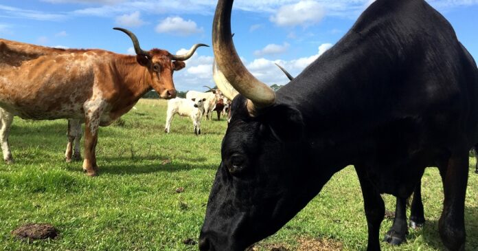 paddock-grazing-system