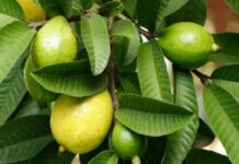 guava leaves health benefits
