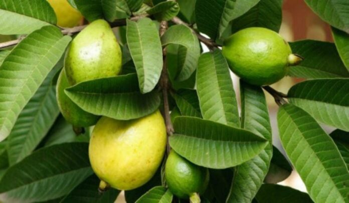 guava leaves health benefits