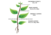 14 Essential Plant Nutrients and How they Help the Plant essential plant nutrients