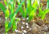 How The 13 Essential Plant Nutrients Can Either Build or Kill Your Crops essential plant nutrients