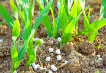 essential plant nutrients