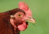 14 Deadly Chicken Diseases That Can Destroy Your Poultry Investment major chicken diseases