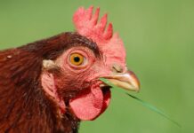 14 Deadly Chicken Diseases That Can Destroy Your Poultry Investment major chicken diseases