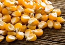 The 6 Keys to Selecting Quality Crop Seed for Higher Yields quality crop seed selection