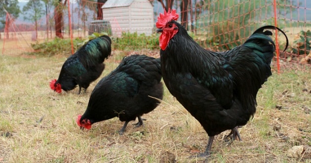 Australorp