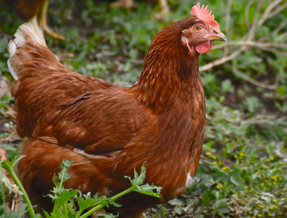 Lohmann-Brown chicken breeds